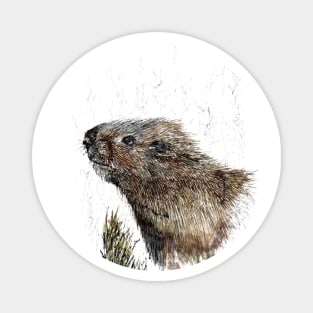 Watervole Magnet